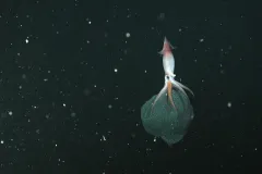 In 2005, scientists from the Monterey Bay Aquarium Research Institute (MBARI) observed a deep-sea squid species (Gonatus onyx) that keeps close watch over her eggs.