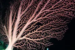 This bubblegum coral has a fanlike shape. It is growing 1,310 m (4,298 ft) deep on the Davidson Seamount.