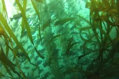 School of blue rockfish in a kelp bed. 