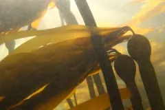 Bull kelp (Nereocystis) becomes less valuable to grazers as it quickly rots.
