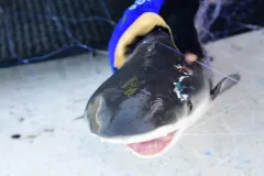 a bull shark in a net