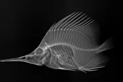 X-ray image of a longnose butterflyfish