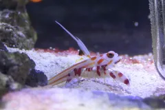 Two candy cane shrimp