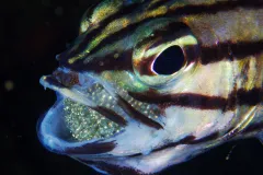 Cardinalfish dads protect their eggs by gingerly carrying them in their mouths.
