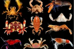Colorful crustaceans from the Caribbean island of Guadeloupe.