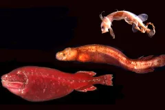 Photo of three sea creatures involved in a scientific mystery