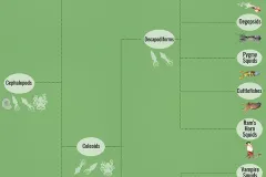 A tree that shows cephalopod relationships. 