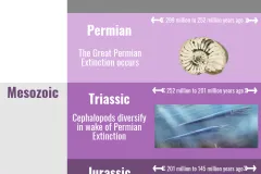 A chart showing the evolution of cephalopods through geologic time. 