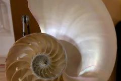 Various perspectives of a paper nautilus shell. 