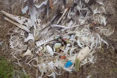 Artist Chris Jordan, who took these photos, is making a documentary about Laysan albatrosses on Midway Atoll and their plastic problem. Watch the trailer.