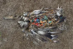 Midway Atoll, where these photos were taken, is more than 2,000 miles from the nearest land.These photos portray baby albatrosses, which are fed the plastic by their parents. A chick can have an ounce of plastic in its belly and remain healthy; the dead ch