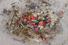One study found that 97.5% of chicks had plastic in their stomachs, according to the Monterey Bay Aquarium.