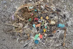 Laysan albatrosses will fly hundreds of miles to catch food to feed for their chicks. Or, rather, what looks like food: sometimes they catch floating plastic instead.
