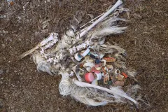 The plastic includes big pieces, such as bottle caps and cigarette lighters, as well as plastic confetti, indiscernible to the human eye.
