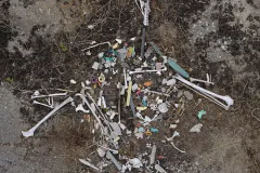 If this chick had survived, it could have lived a long time: Laysan albatrosses are very long-lived birds. The oldest known wild bird is a 62-year old Laysan albatross named “Wisdom,” who still rears chicks on Midway Atoll.