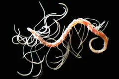 A Cirraturlid worm swims in the open ocean. 
