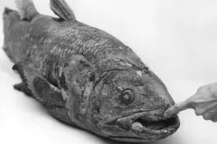 a coelacanth fish specimen
