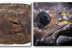 a closeup of a coelacanth's eye