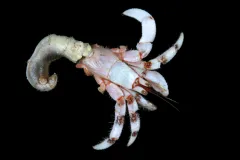 Hermit crabs, like this one collected in Moorea, usually protect their soft, vulnerable abdomens from predators by reusing empty snail shells. This specimen shows the crab without its customary borrowed shelter.