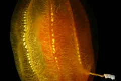 Comb jellies have fragile bodies and are difficult to capture.