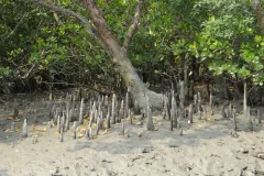 cone roots surrounding a mangrove