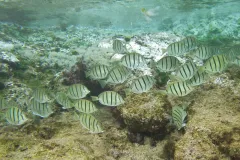 Convict surgeonfish are the roaming sheep of the reef but, instead of noshing on grass, they feed on algae.