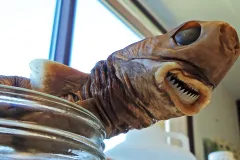 A preserved cookie cutter shark, in a jar. 