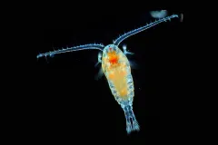 a red and blue copepod