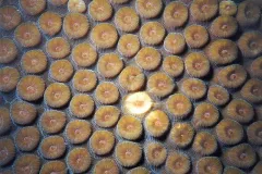 Photo of coral polyp, with a single bleach polyp.