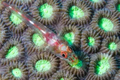 The toothy goby or common ghost goby (Pleurosicya mossambica) has a commensal relationship with soft corals and sponges in the Indo-Pacific ocean.