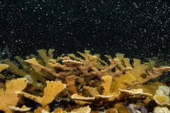 a golden brown coral surrounded by orbs