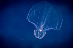 a floating ctenophore