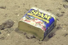 A piece of marine debris, in the form of a Spam container, found on the deep-sea floor of the Marianas Trench. 