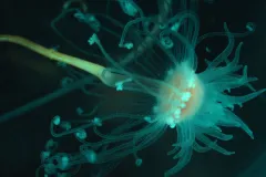 A cnidarian brought up from the seafloor
