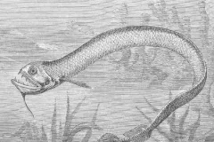 An illustration of a deep-sea dragonfish. 