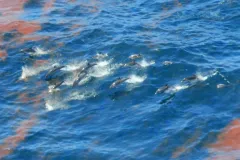 Dolphins swimming among oily patches in the Gulf of Mexico