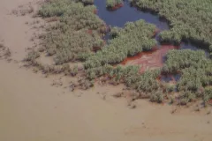Dark brown oil floods a marsh after the Deepwater Horizon oil spill.
