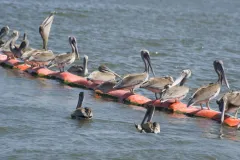 Pelicans gather at the Deepwater Horizon oil spill.