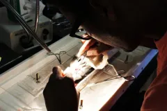 Derek Nelson performs open heart surgery on a cobia fish