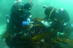 Diving at the Wreck Divers at a shipwreck site