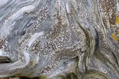 Lichen on driftwood
