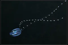 A transparent ctenophore with two long tentacles.