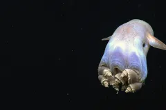 A dumbo octopus.