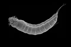A scanning electron micrograph of a mud dragon.