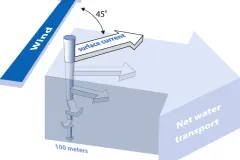 arrows represent water movement