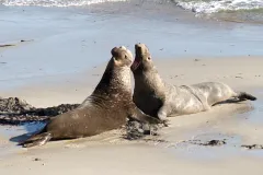 Male northern elephant seals face off for the best beach territory for mating season.