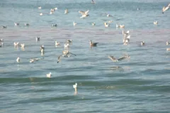 Regulated fish waste dump sites can attract predators, such as these seagulls, fish, and even small sharks, which feed on the scraps.