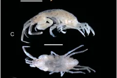 A composite photograph of three of the crustaceans found living on olive ridley and green turtles in the Pacific. 