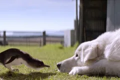 A little penguin and its protector. 