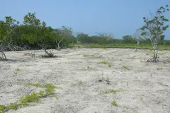 This mangrove island in Belize was cleared and dredged to create sand beaches.